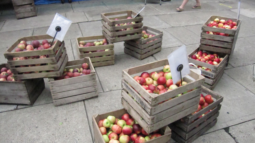 Jumping Into Apple Fest Cultural Immersion in Ithaca Buzzsaw